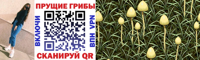 Галлюциногенные грибы Psilocybe  кракен зеркало  Агидель 